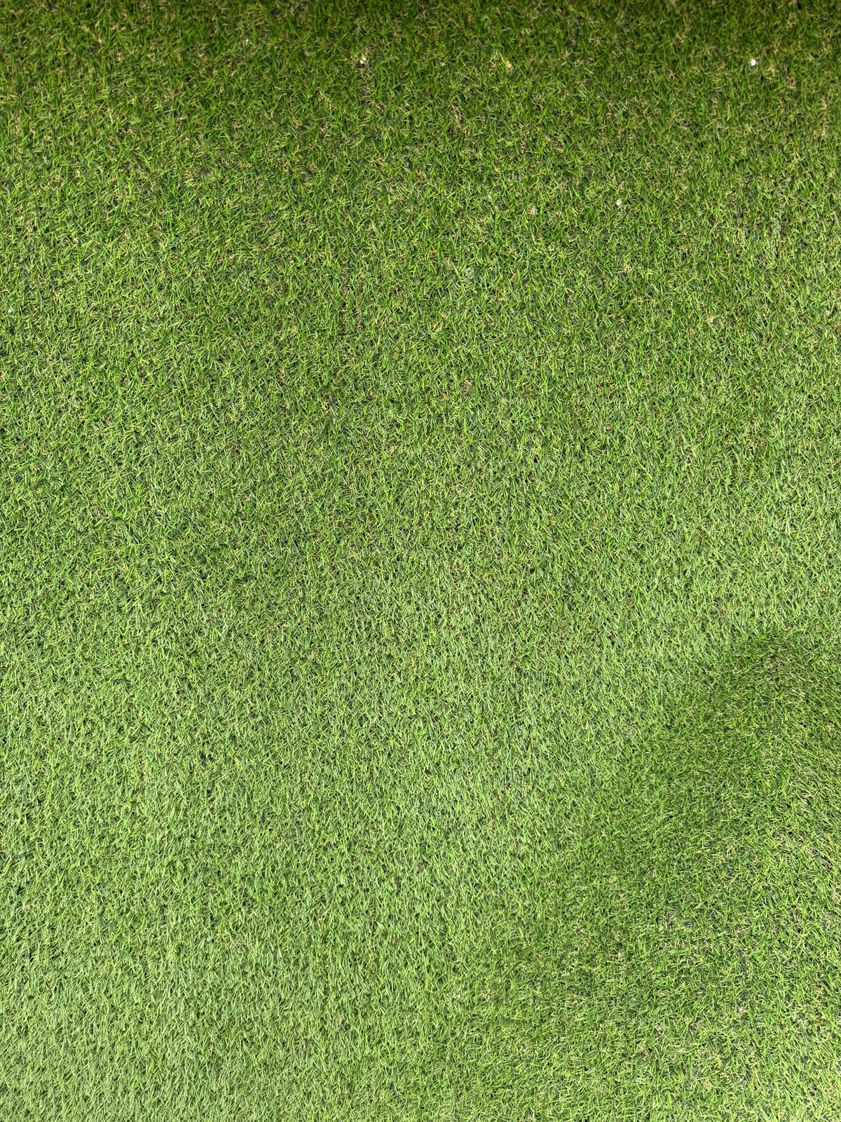 Pasto verde